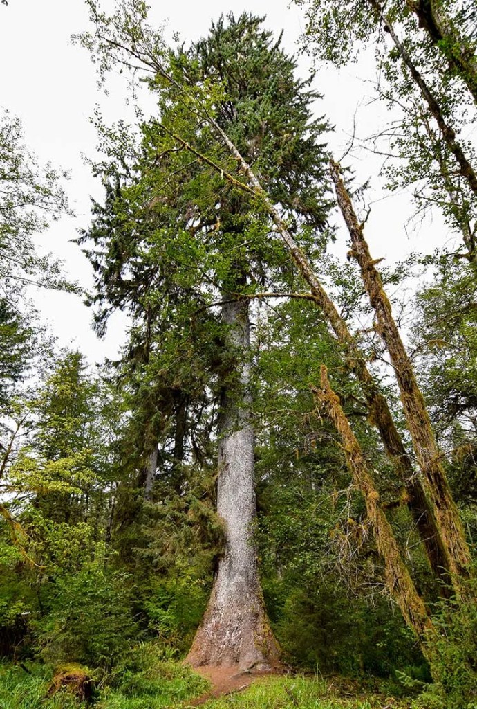 Sitka spruce tree growing in a forest